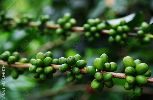 Close up Fresh organic red coffee cherries, raw berries coffee beans on coffee tree plantation