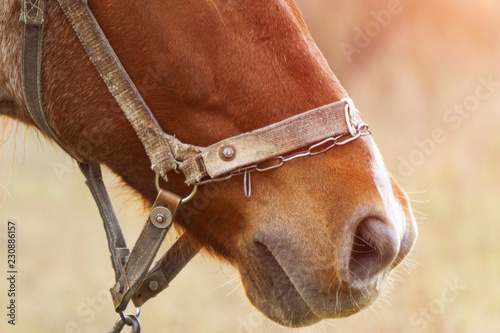 Chestnut foal with white stripe muzzle close up