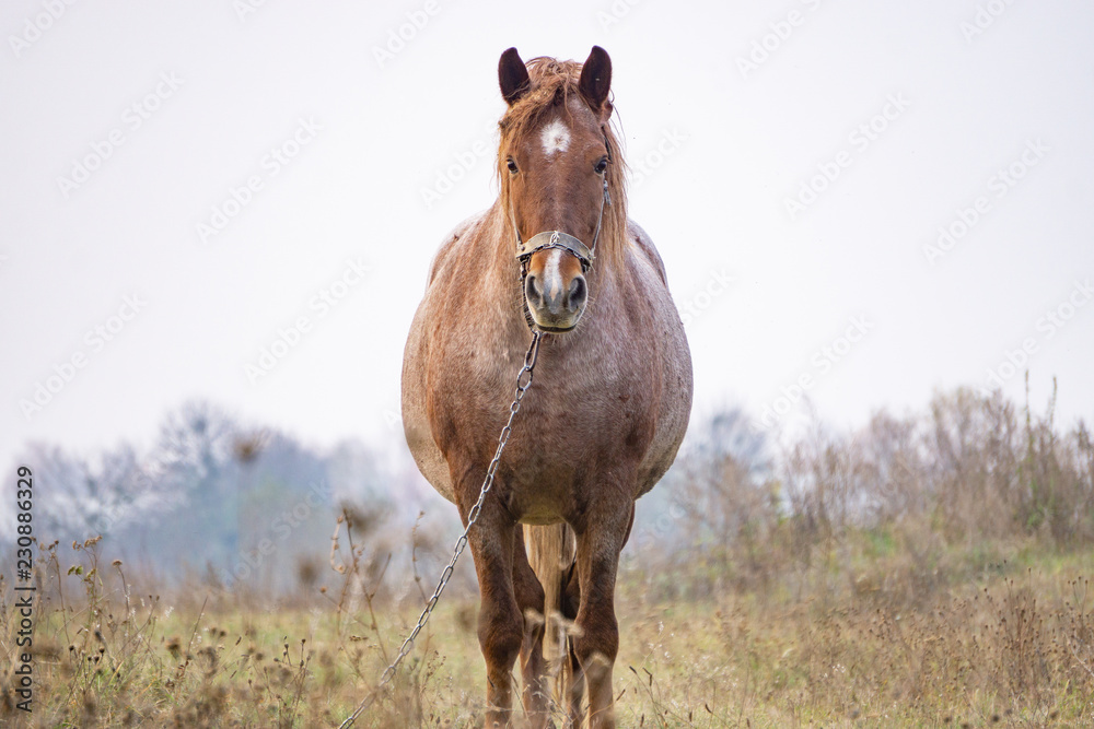 untidy horse standing in the middle of a field untidy horse standing in the middle of a field
