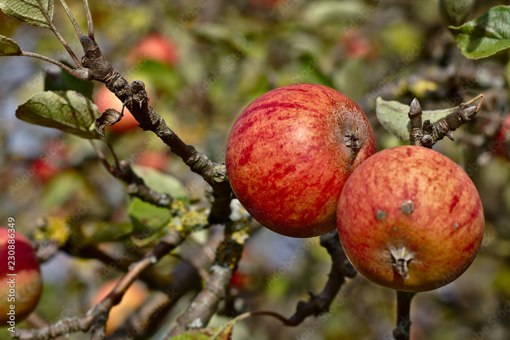 roter Apfel am Ast roter Apfel am Ast