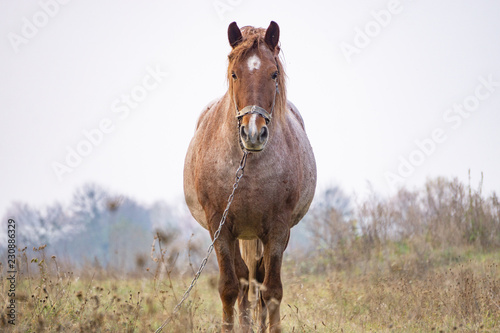 untidy horse standing in the middle of a field © Vladyslav