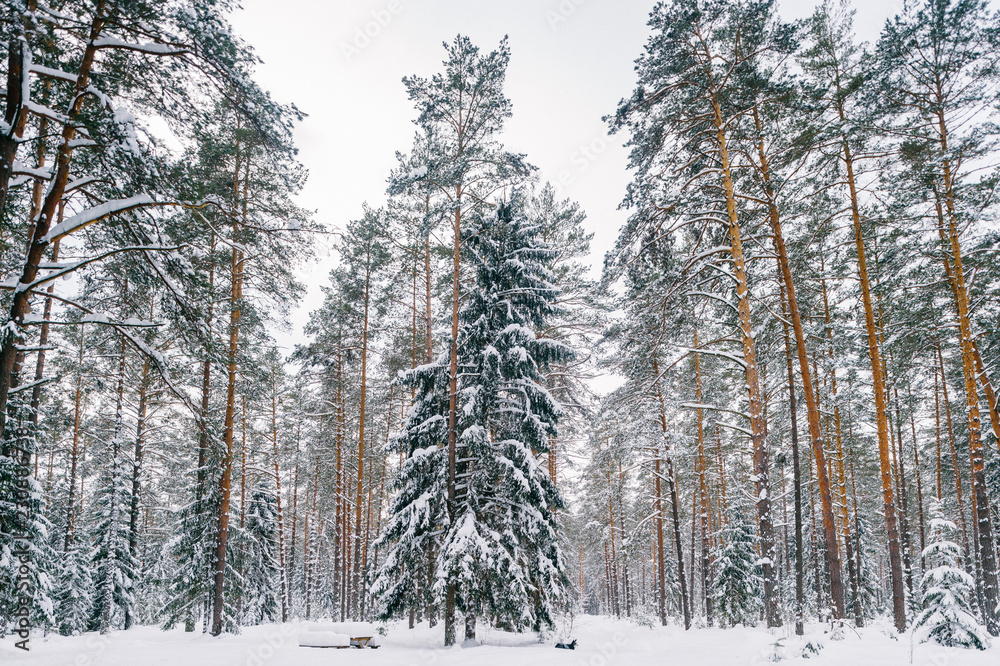 Fabulous magic fairy tale winter forest. Beautiful picturesque wintertime wild nature landscape. Trees covered with snow. Fantasy cold deserted frosty xmas wood.  Dramatic scenic snowfall. Environment