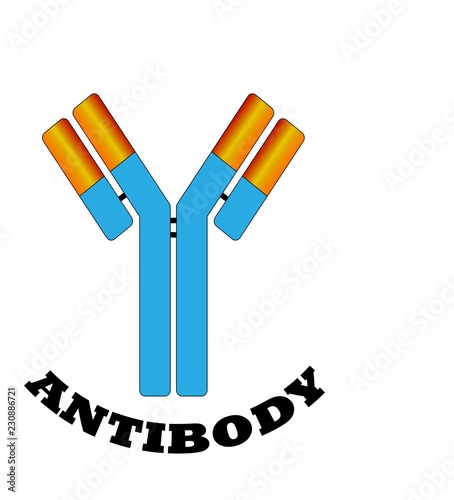 antibody molecule