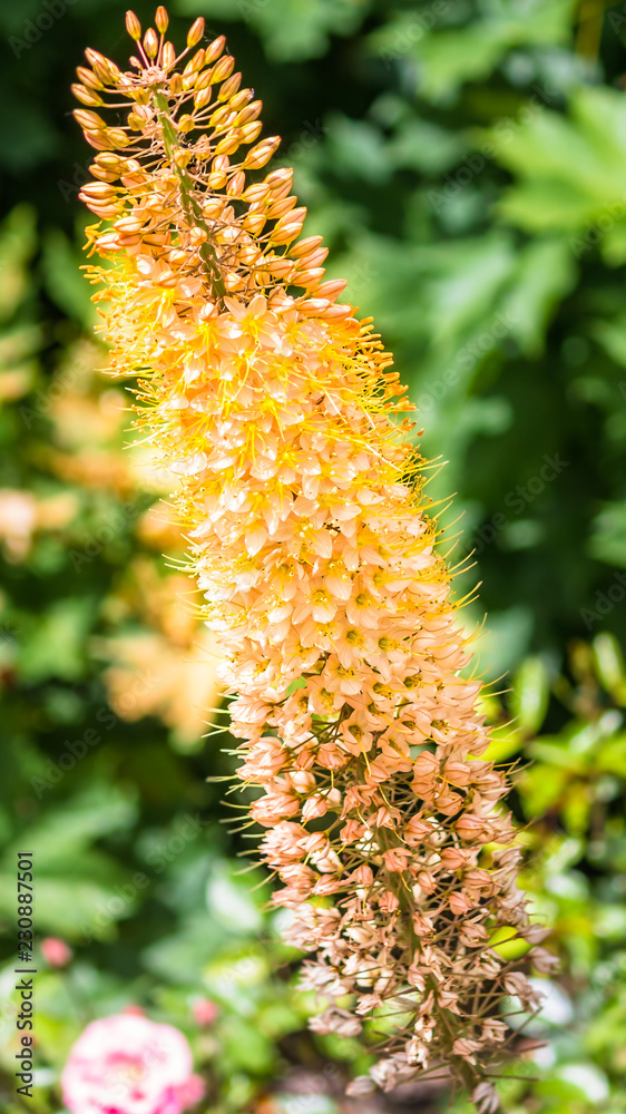 Smartphone HD wallpaper of flower in summer Smartphone HD wallpaper of flower in summer