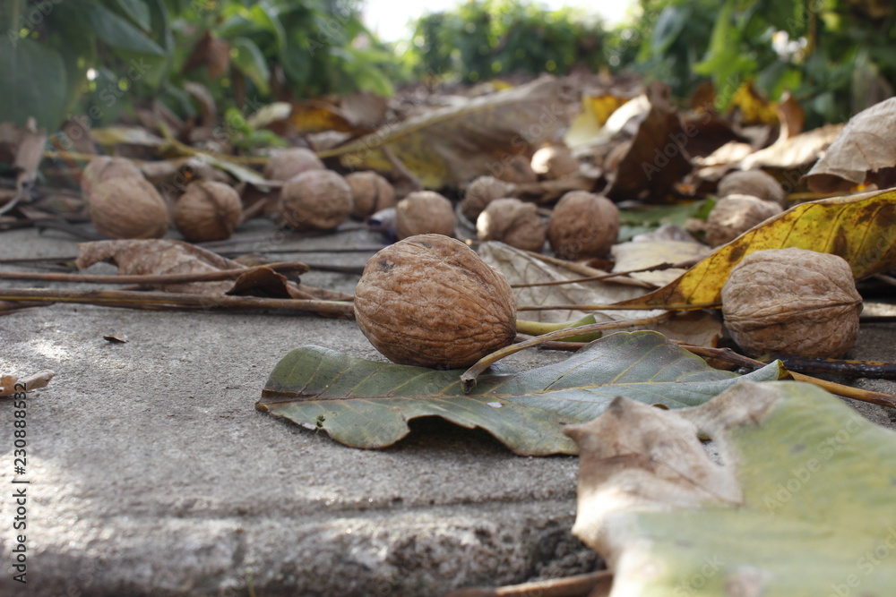 Obraz premium walnuts fallen from the tree on the ground