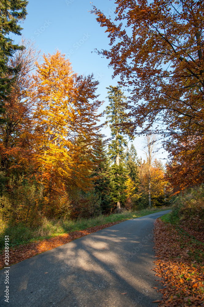 autumn colors / a park full of autumn colors, a mountain trip between beautiful colorful trees in the autumn sun
