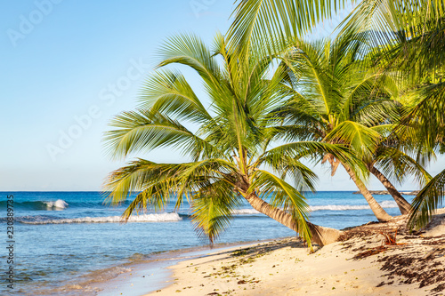 Palm trees and a sandy beach on the island of Barbados, in the Caribbean
