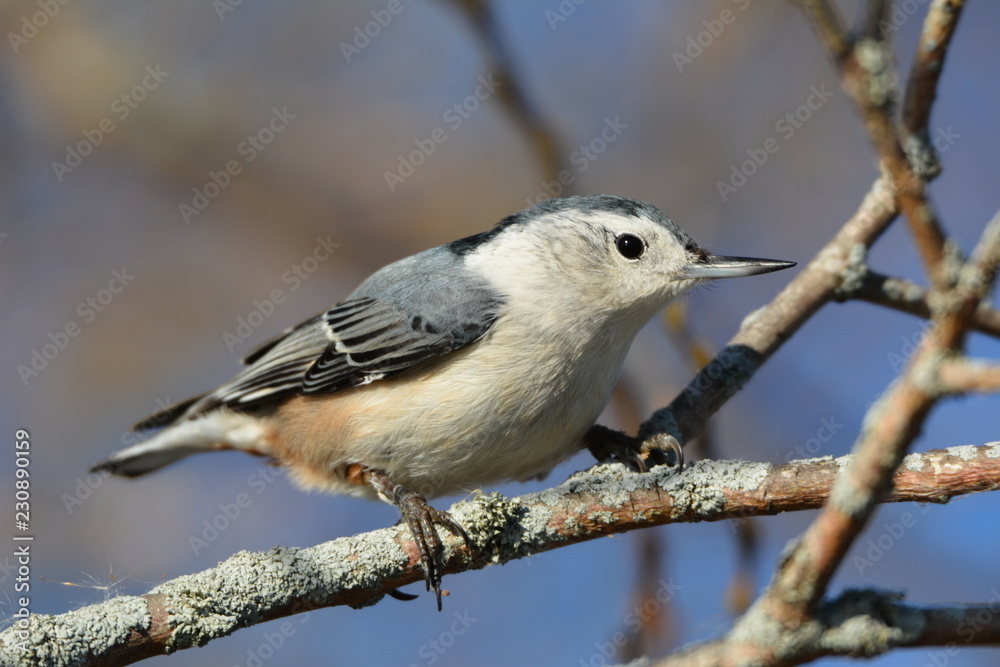 Obraz premium White Breasted Nuthatch