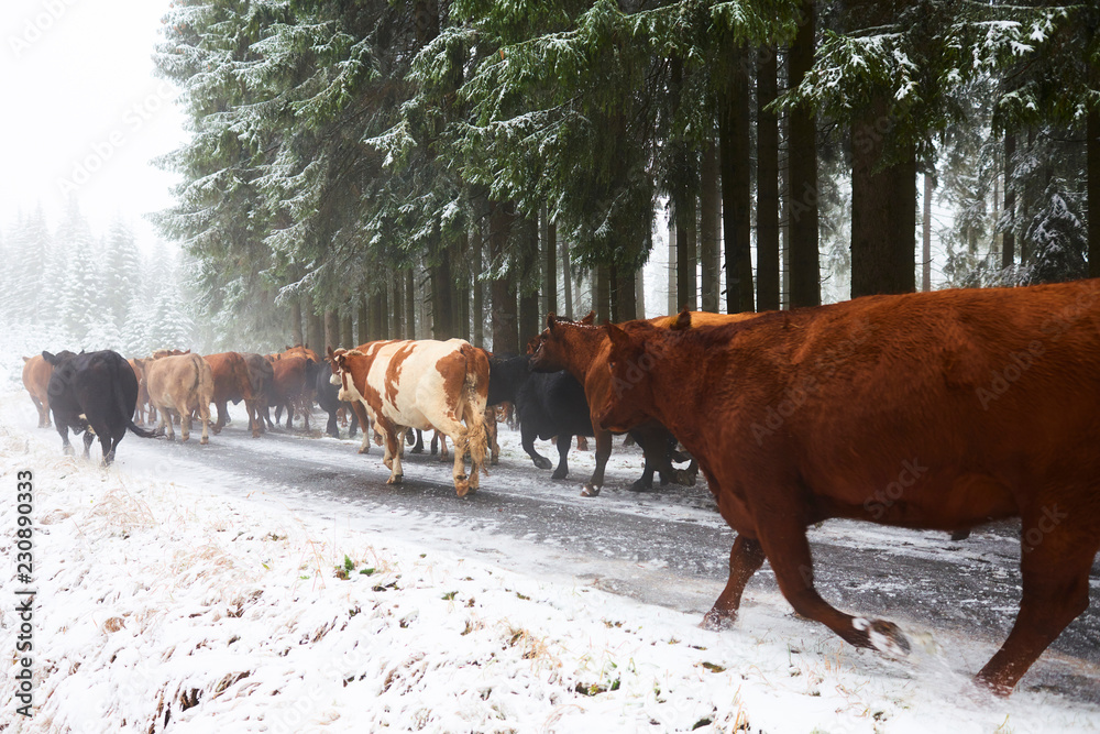 Cows running along a forest path in a winter forest