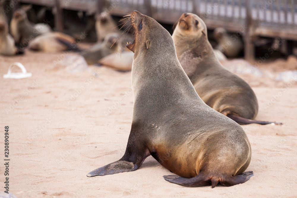 Naklejka premium Sea Lions (Seals, Otariinae) with pups at the beach near Cape Cross, Skeleton Coast, Namibia, Africa