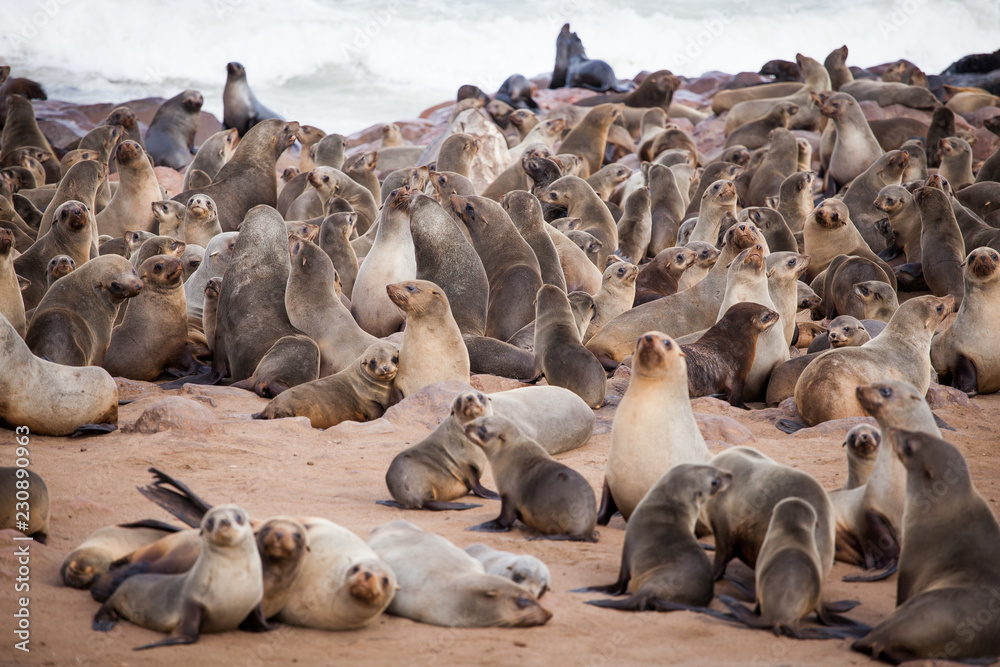 Fototapeta premium Sea Lions (Seals, Otariinae) with pups at the beach near Cape Cross, Skeleton Coast, Namibia, Africa