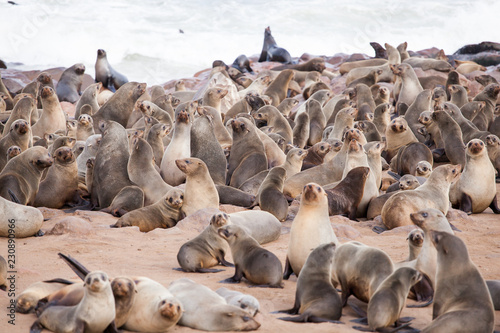 Sea Lions (Seals, Otariinae) with pups at the beach near Cape Cross, Skeleton Coast, Namibia, Africa © AnyaNewrcha