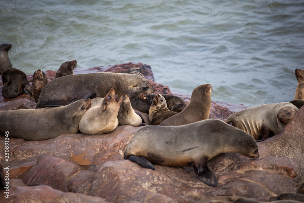 Fototapeta premium Sea Lions (Seals, Otariinae) with pups at the beach near Cape Cross, Skeleton Coast, Namibia, Africa