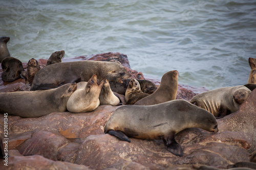 Sea Lions  Seals  Otariinae  with pups at the beach near Cape Cross  Skeleton Coast  Namibia  Africa