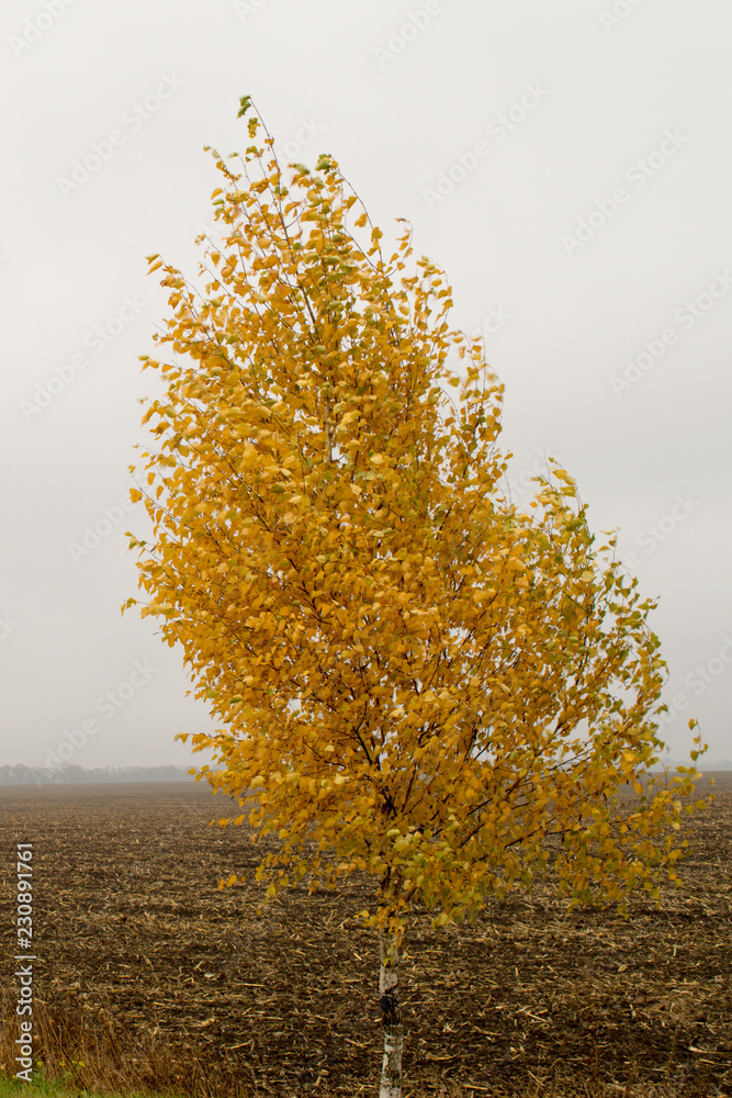 Landscape with alone yellow birch at plowed field background on a cloudy day in golden autumn.