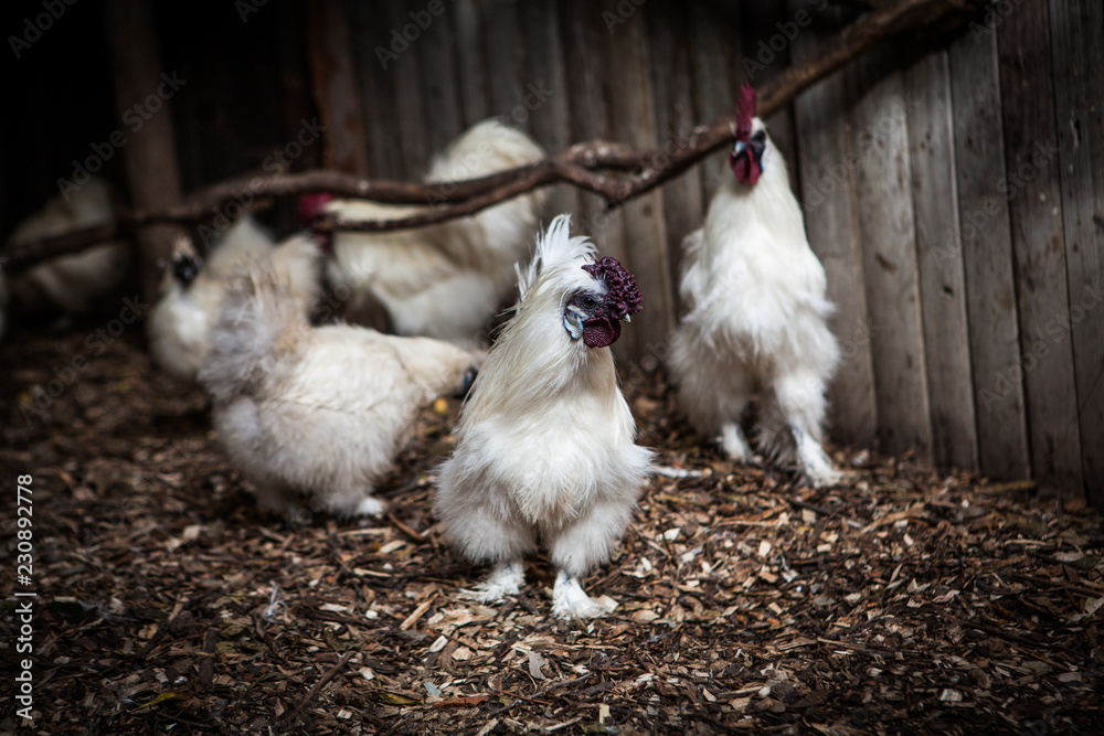 Fototapeta premium Funny frizzle white chicken in zoo