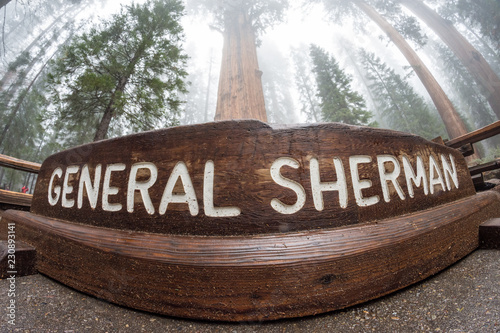 Fisheye lens view of the General Sherman tree in Sequoia National Park California