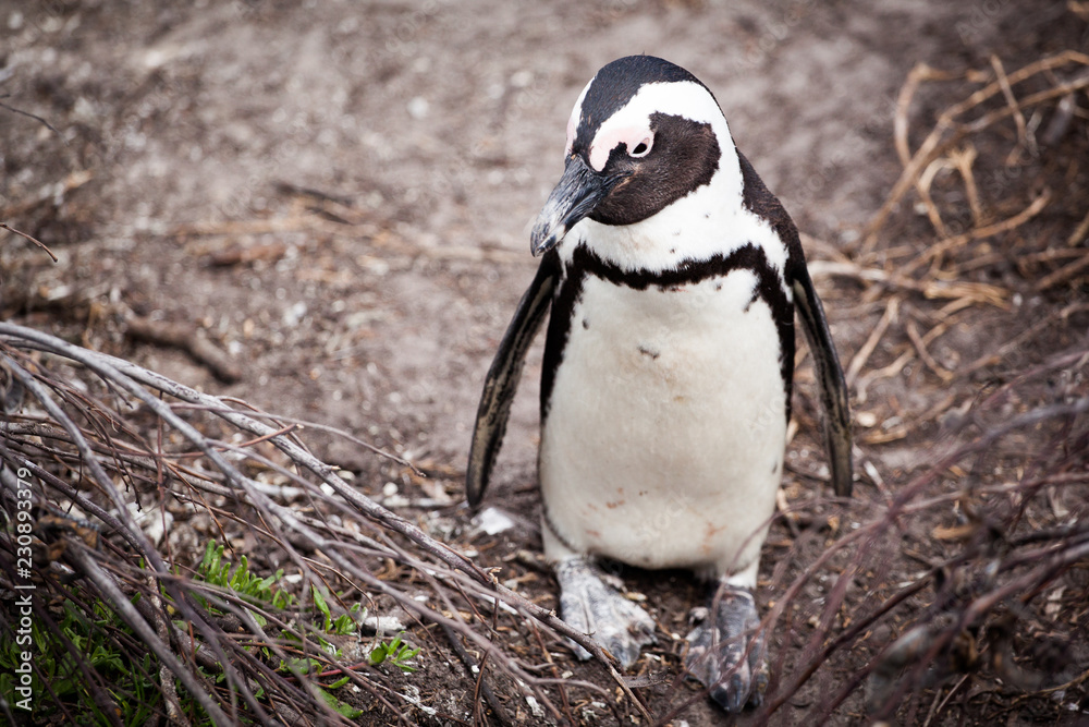 Fototapeta premium Cute little African penguin (Spheniscus demersus) walking towards the sea on a tiny path . Betty's bay, South Africa