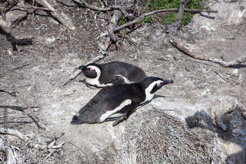 Cute little African penguins (Spheniscus demersus) resting on rocks on the beach. Betty's bay, South Africa