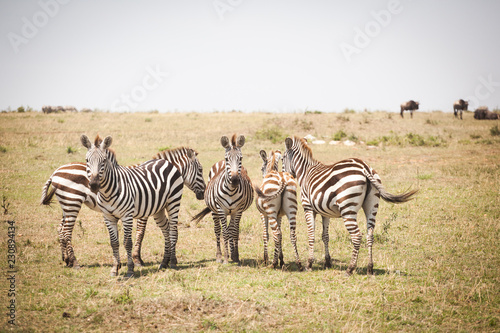 Funny zebras (Equus quagga) walking near the road in Maasai Mara National Park, Kenya, Eastern Africa