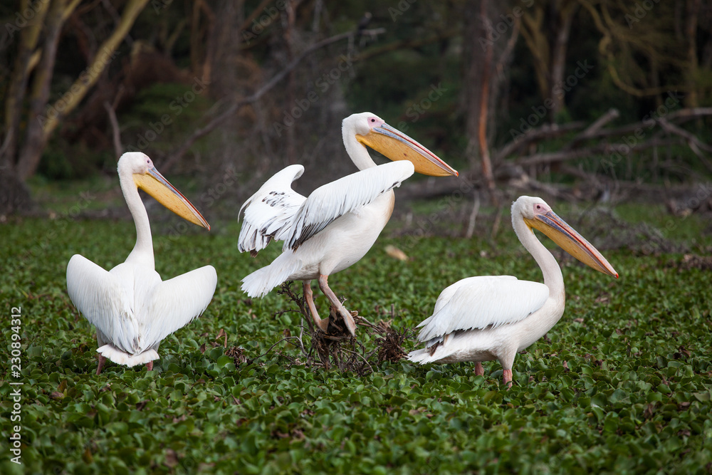 Gorgeous pelicans (Pelecanidae) walking on swamp covered with water plants near Naivasha Lake, Kenya, Africa. Gorgeous pelicans (Pelecanidae) walking on swamp covered with water plants near Naivasha Lake, Kenya, Africa.