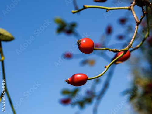 Red mouths, the autumn fruit of the dog rose