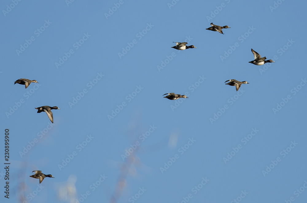 Flock of Ring-Necked Ducks Flying in a Blue Sky Flock of Ring-Necked Ducks Flying in a Blue Sky