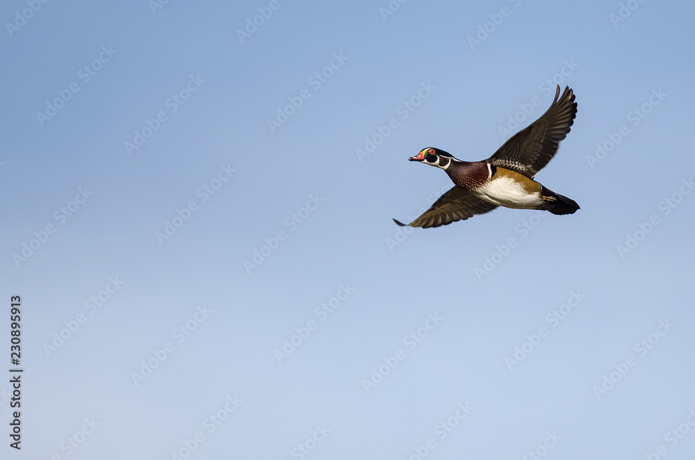 Obraz premium Wood Duck Flying in a Blue Sky