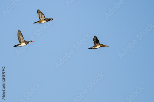 Small Flock of Wood Ducks Flying in a Blue Sky