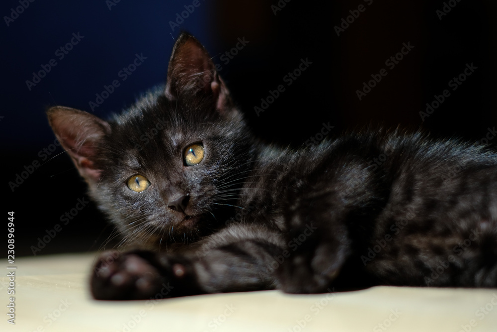 Beautiful black kitten