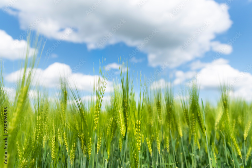 Ears of green rye with blue sky on background, natural background