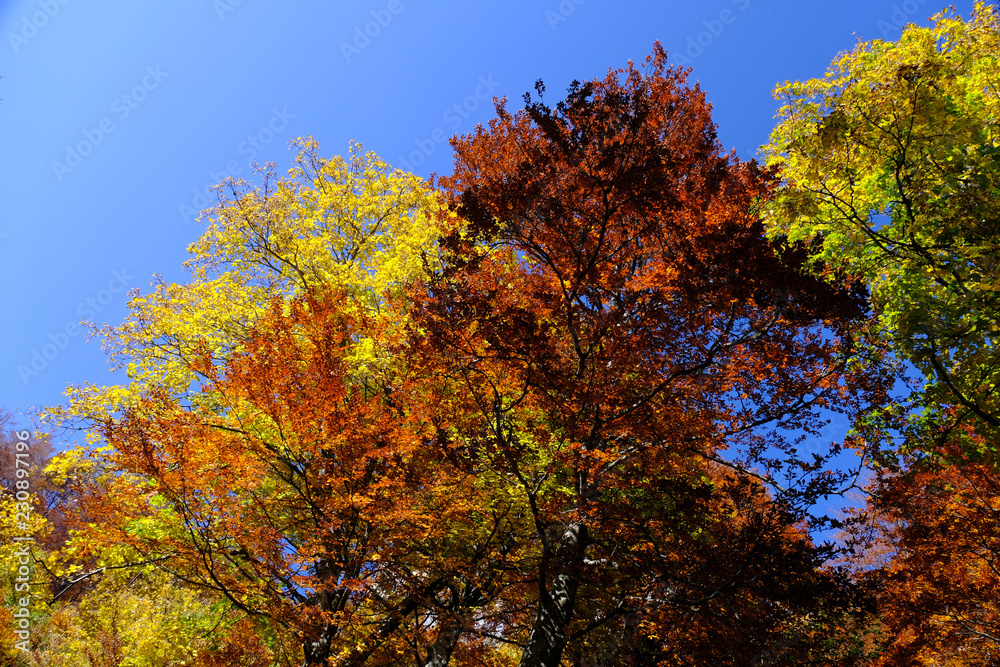 Autumn coloured trees