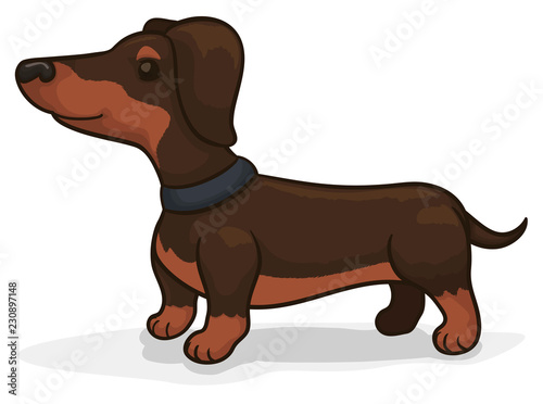 Adorable Dachshund with Collar Waiting for its Owner  Vector Illustration