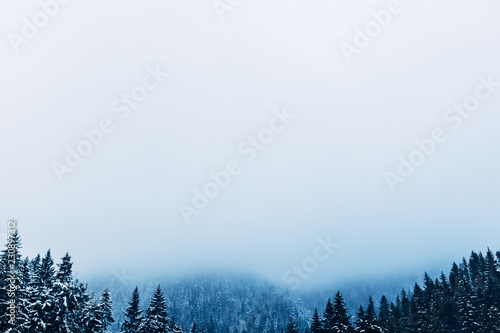 beautiful and mystical forest in the mountains covered with snow