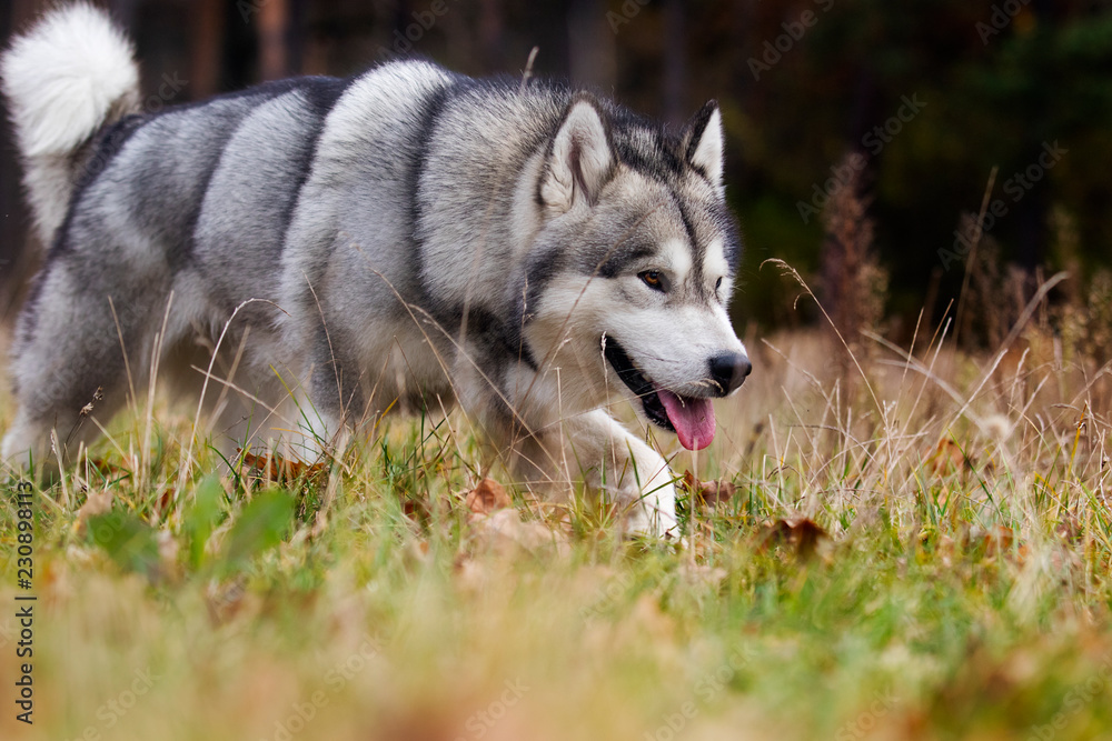 Alaskan malamute dog outdoors Alaskan malamute dog outdoors