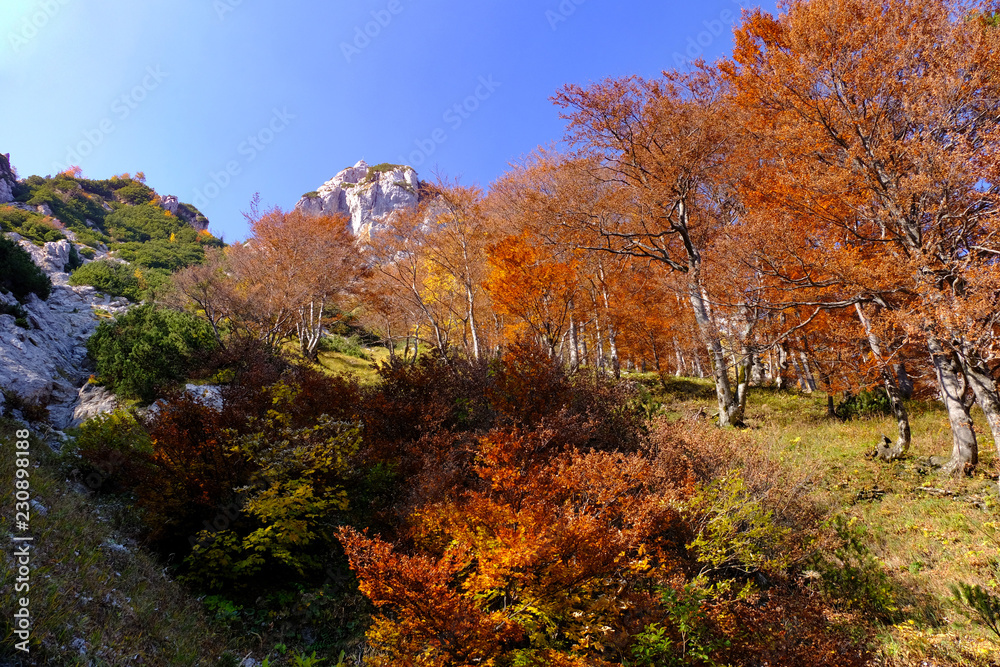 Autumn coloured trees