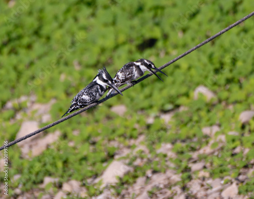 Two Pied Kingfishers Fishing from Wire