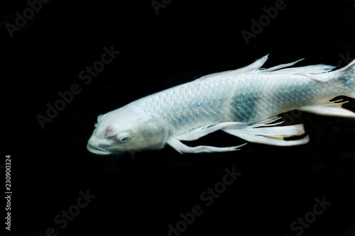 Fancy carp swimming in a pond./Fancy Carps Fish or Koi Swim in Pond, Movement of Swimming and Space.