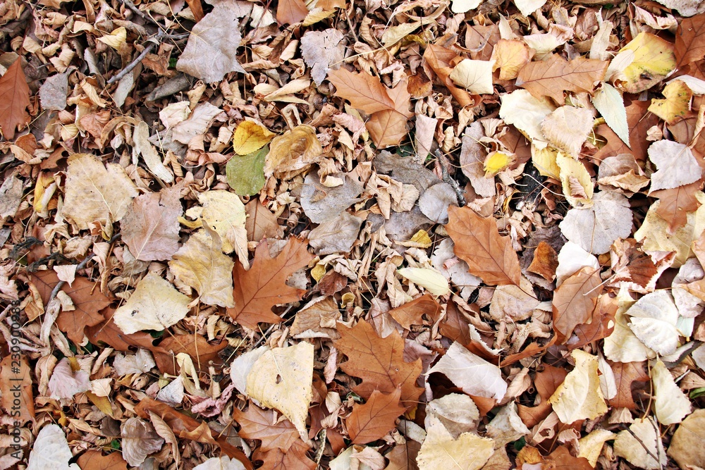 Autumn pattern - mixed colorful leaves on the ground - useful as a background image Autumn pattern - mixed colorful leaves on the ground - useful as a background image
