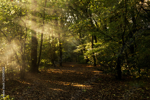 Atumn woodland path with misty fog from the river, Callington Newbridge, Cornwall photo