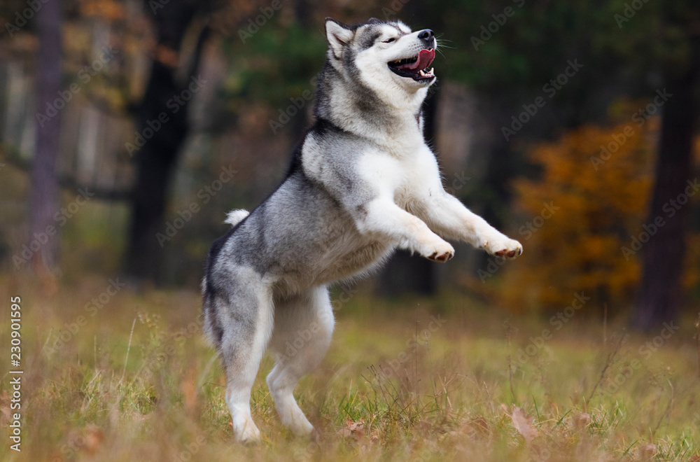 Alaskan malamute dog outdoors