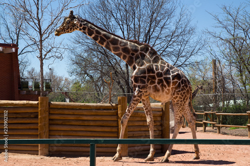 Giraffe