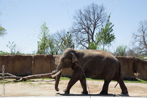 Elephant