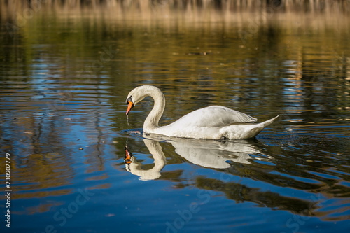 Graceful white mute swan with orange beak swimming in blue lake drinking  reflection in water  waves  bright sunny autumn day  blurry background