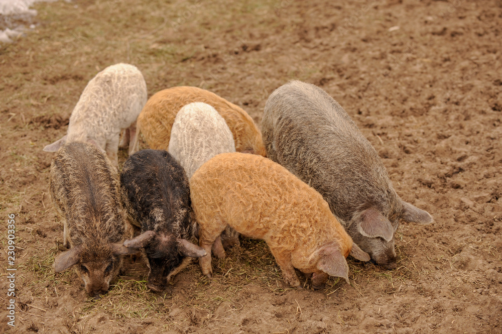 Obraz premium Young pigs of the Hungarian Mangalci and Duroc breed on their paddock. The concept of small farms.