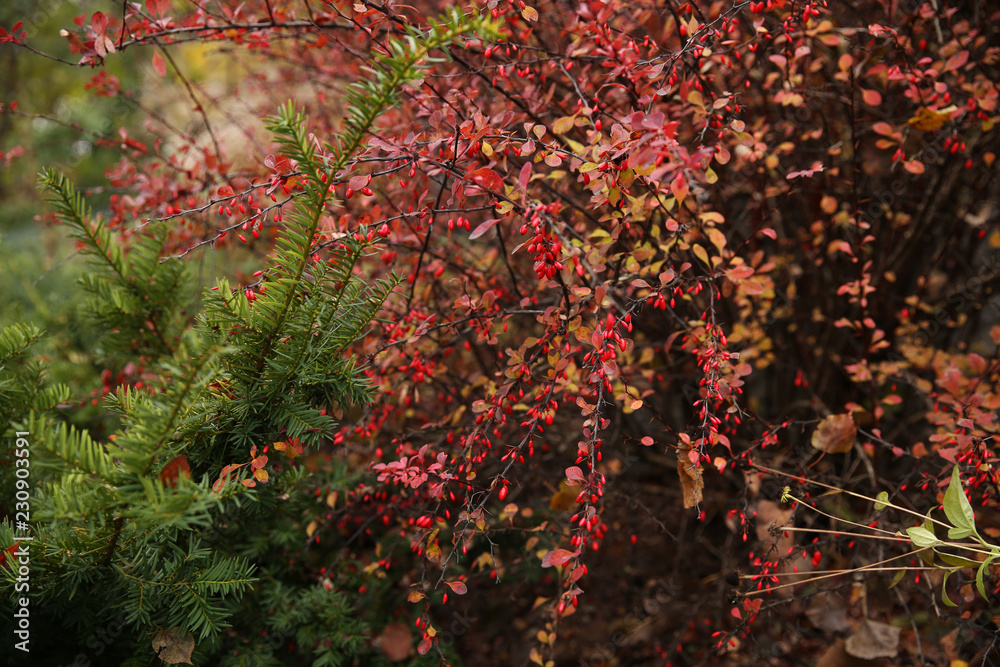 red berries on a bush of barberry in the wild red berries on a bush of barberry in the wild