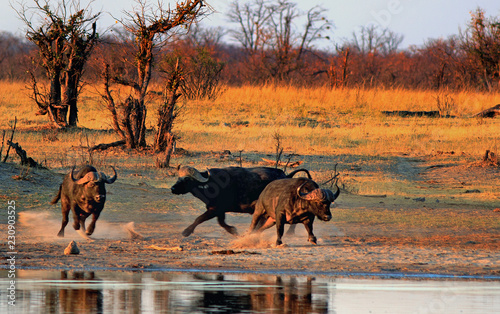 Cape Buffalo chasing each other next to a waterhole at sunrise