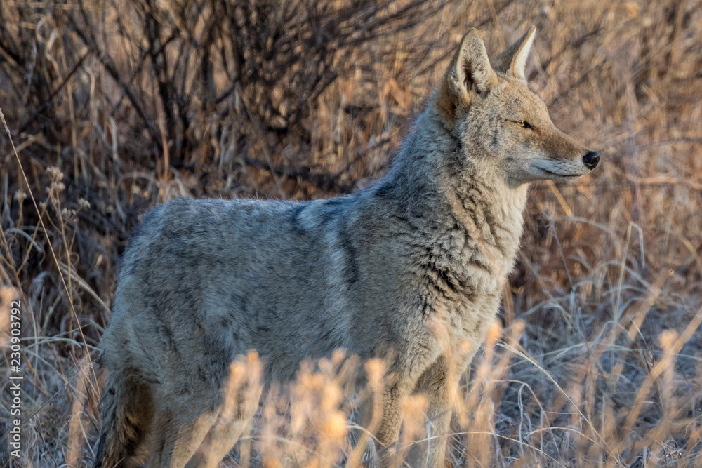 Obraz premium Frosty Coyote