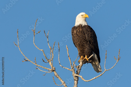 Gorgeous Perched Eagle