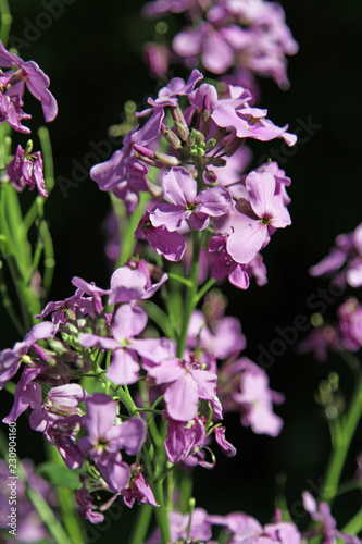 bergblumen